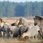 Vosshoern - Matrose